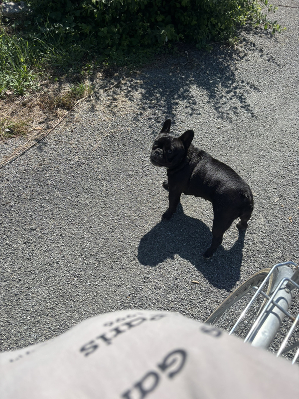 犬