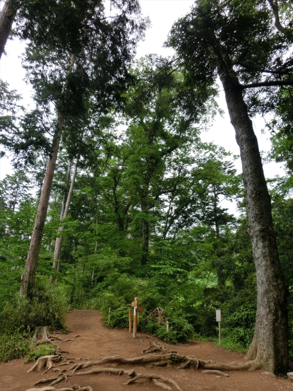 f:id:Margatroid:20160228152938j:plain f:id:Margatroid:20160228152938j:plain