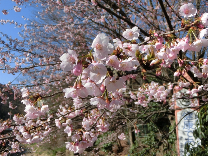 f:id:Margatroid:20160403201334j:plain f:id:Margatroid:20160403201334j:plain