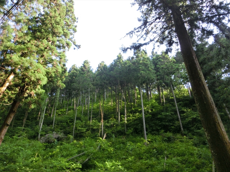 f:id:Margatroid:20160505120837j:plain