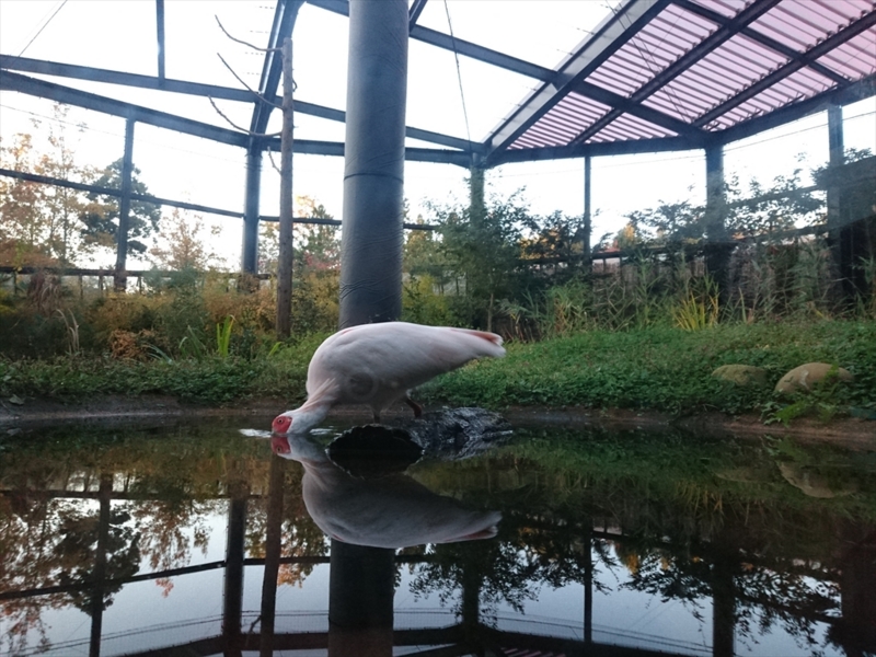 f:id:Margatroid:20160609125746j:plain f:id:Margatroid:20160609125746j:plain