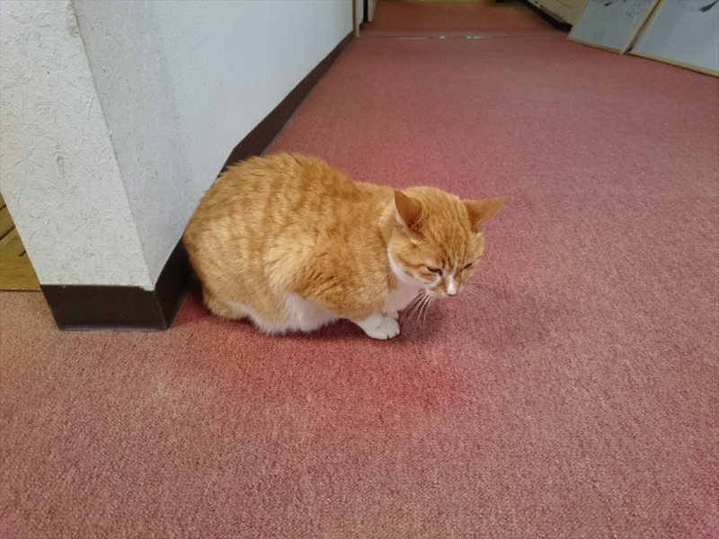 f:id:Margatroid:20160612121201j:plain