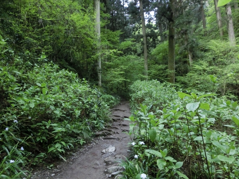 f:id:Margatroid:20161223225920j:plain