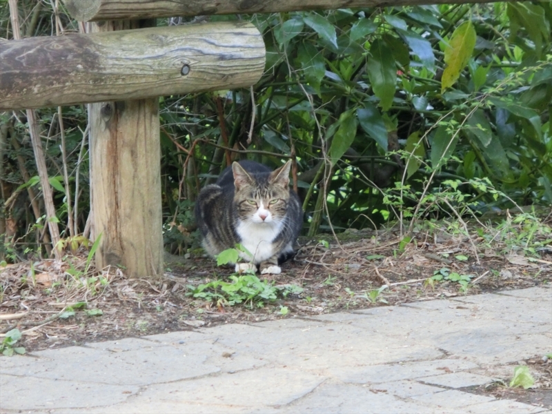 f:id:Margatroid:20161223225932j:plain