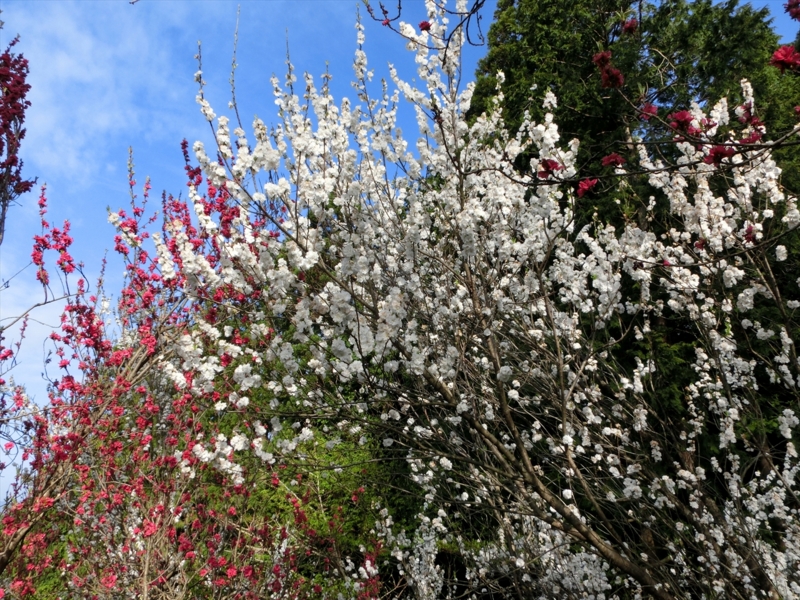 f:id:Margatroid:20161223225945j:plain