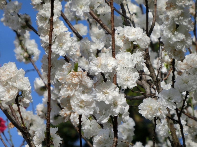 f:id:Margatroid:20161223225946j:plain