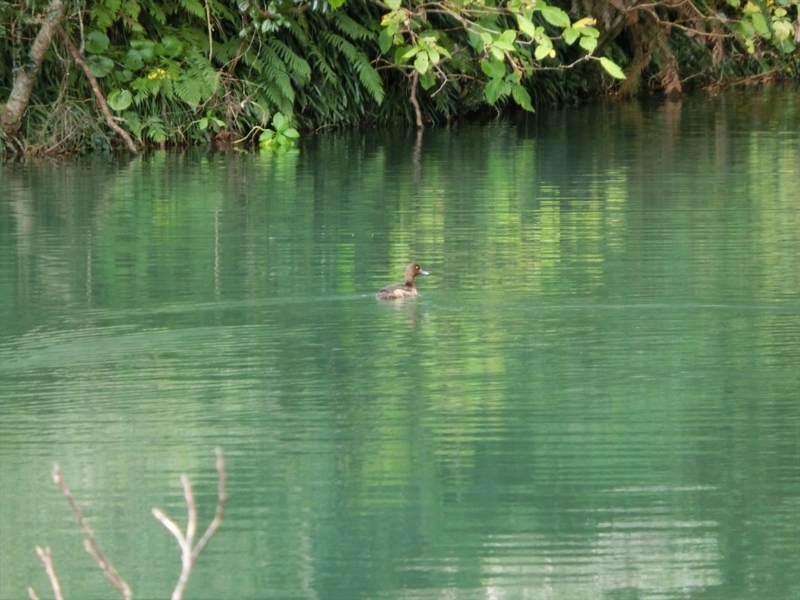 f:id:Margatroid:20170103165252j:plain f:id:Margatroid:20170103165252j:plain