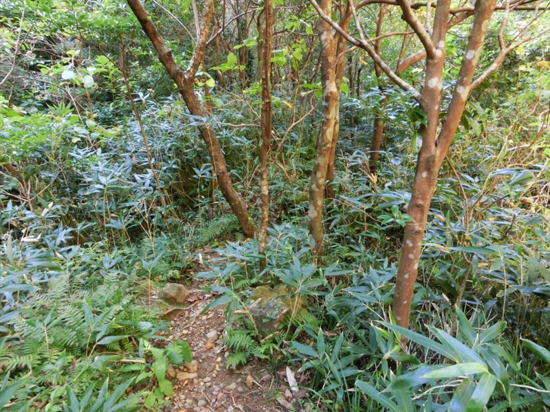 f:id:Margatroid:20170103165308j:plain f:id:Margatroid:20170103165308j:plain