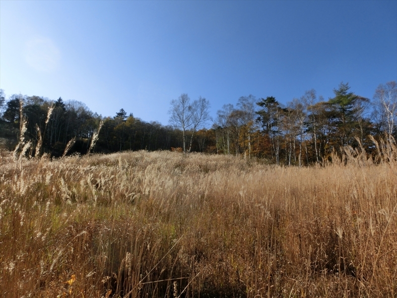 f:id:Margatroid:20171101184548j:plain f:id:Margatroid:20171101184548j:plain