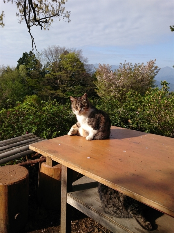 f:id:Margatroid:20180127113456j:plain