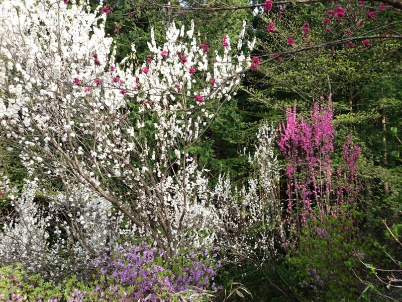 f:id:Margatroid:20180127113458j:plain