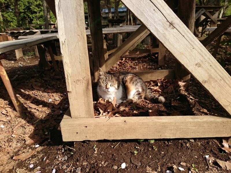 f:id:Margatroid:20180127113459j:plain