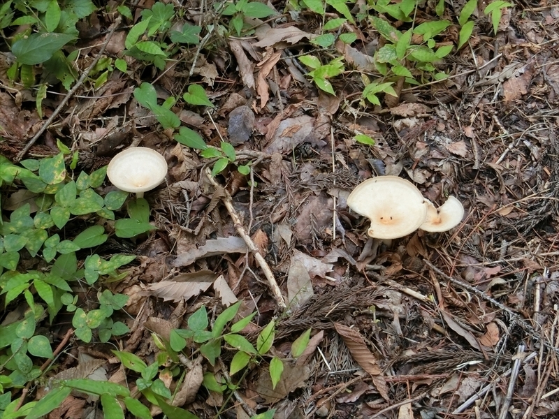 f:id:Margatroid:20180922181331j:plain f:id:Margatroid:20180922181331j:plain