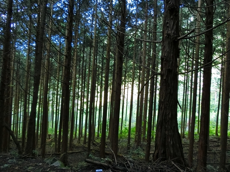 f:id:Margatroid:20180922181427j:plain f:id:Margatroid:20180922181427j:plain