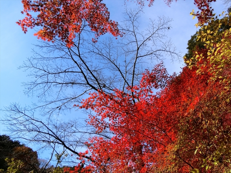 f:id:Margatroid:20181211151730j:plain f:id:Margatroid:20181211151730j:plain