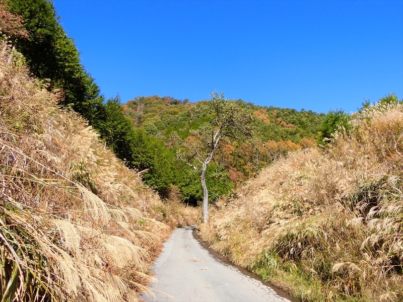 f:id:Margatroid:20191201102942j:plain