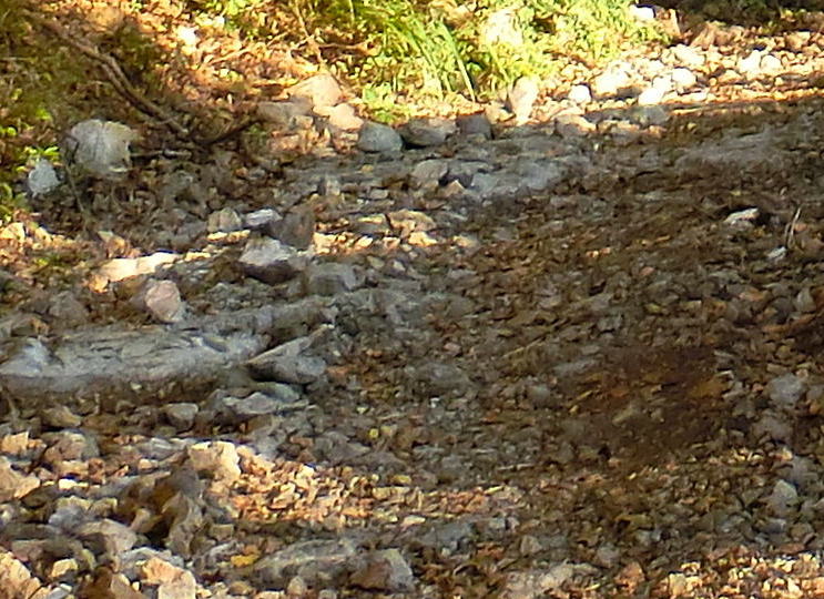 f:id:Margatroid:20191201114737j:plain