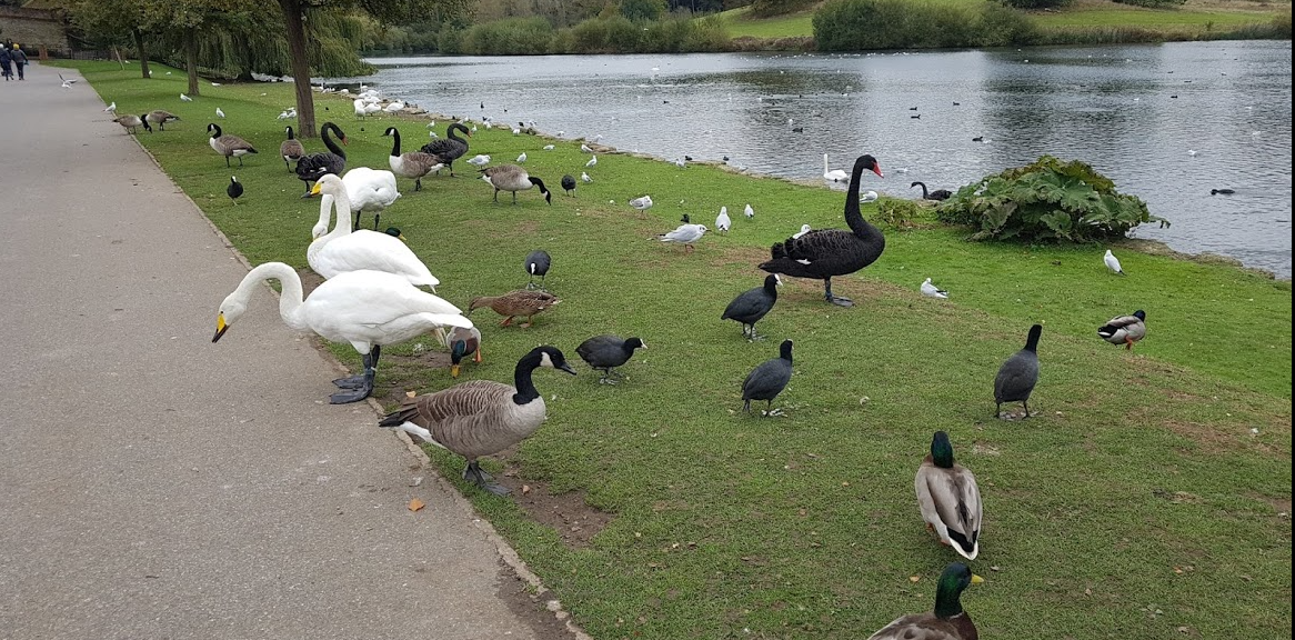 f:id:Marichan:20201218022840p:plain