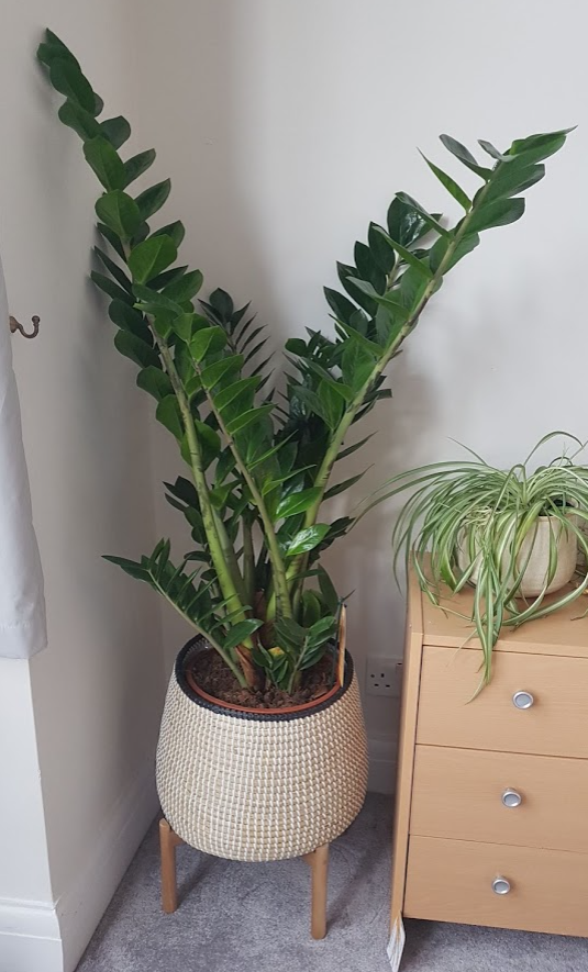 f:id:Marichan:20210213013456p:plain