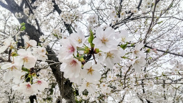 f:id:Marimocco:20240406164555j:image