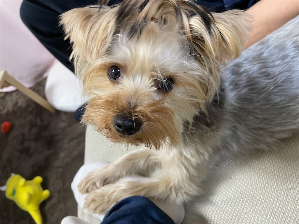 f:id:Marimotan:20210315095622j:plain