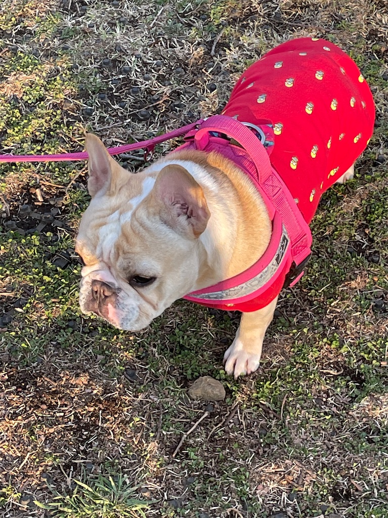 f:id:Marimotan:20210315095646j:plain