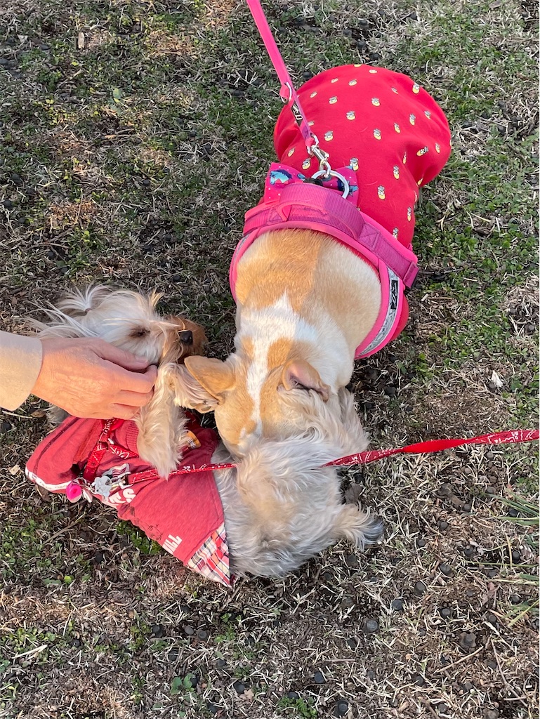 f:id:Marimotan:20210315095703j:plain