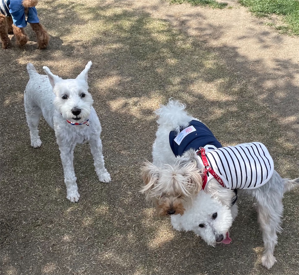 ぴりか日記 新横浜公園ドッグラン 3 まりも日和