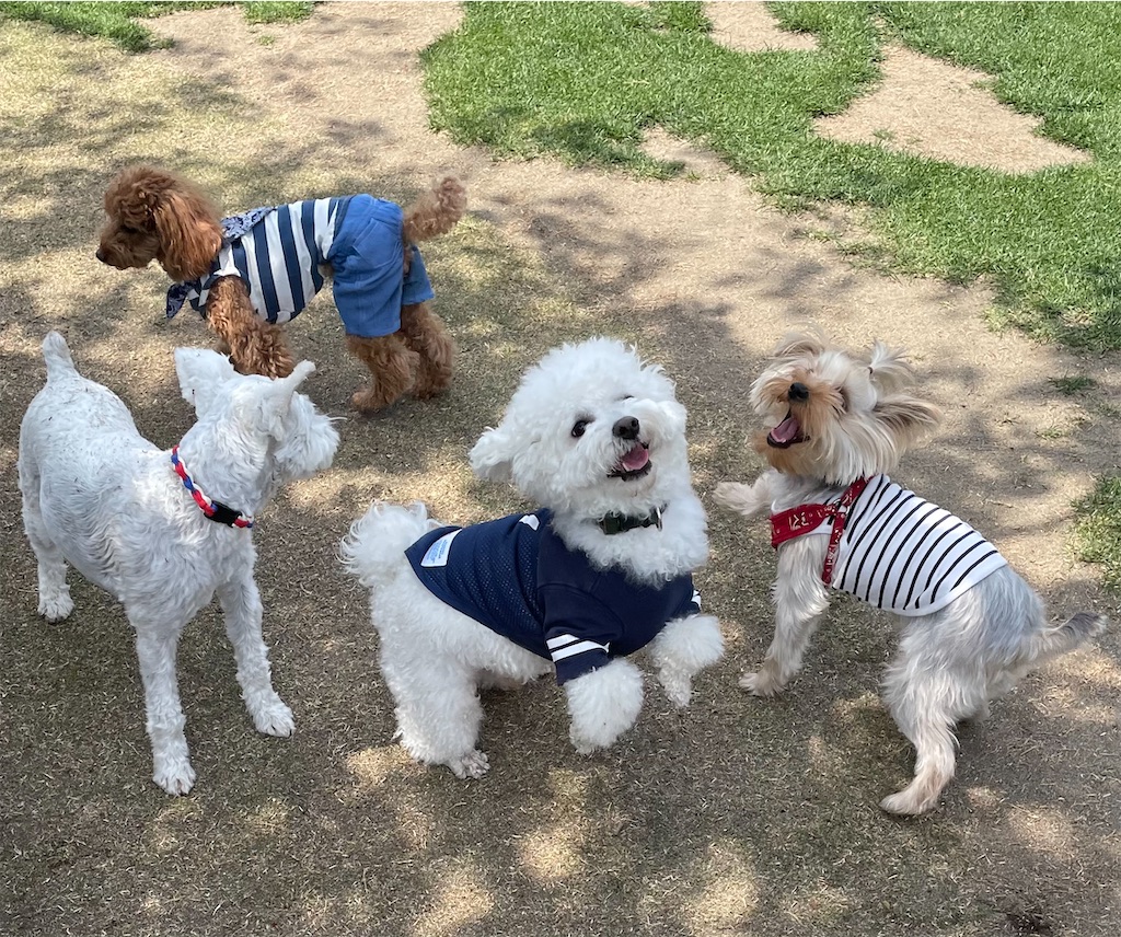 ぴりか日記 新横浜公園ドッグラン 3 まりも日和