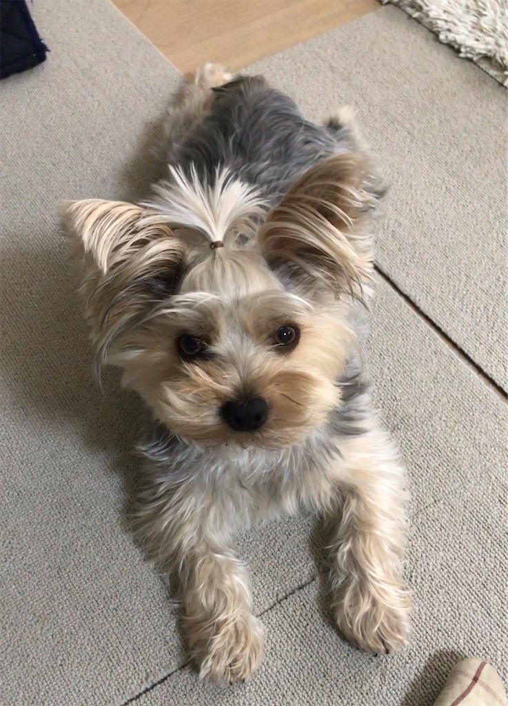 f:id:Marimotan:20230430211055j:image