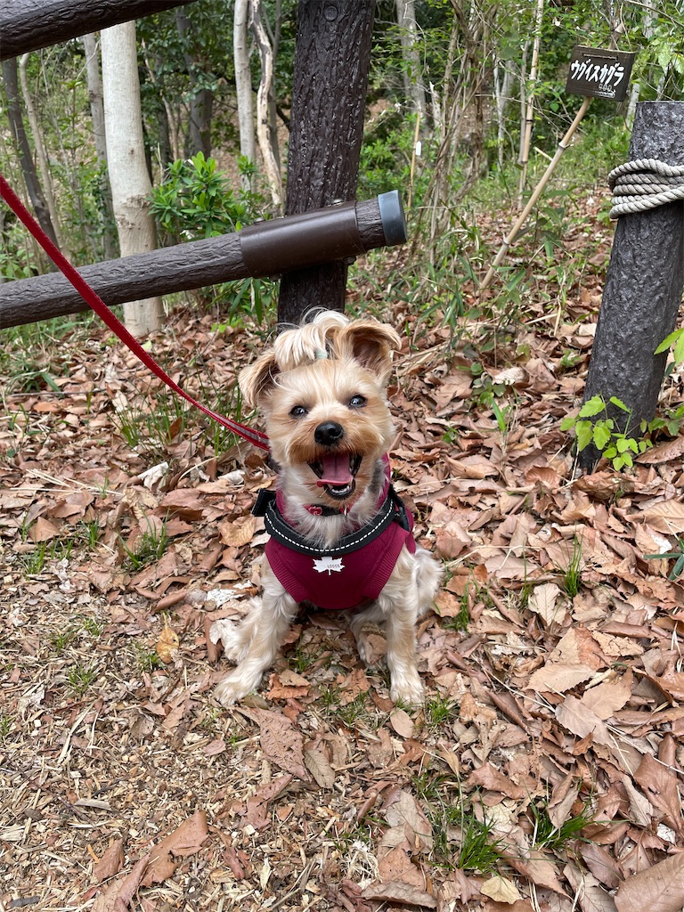 f:id:Marimotan:20250510112233j:image f:id:Marimotan:20250510112233j:image