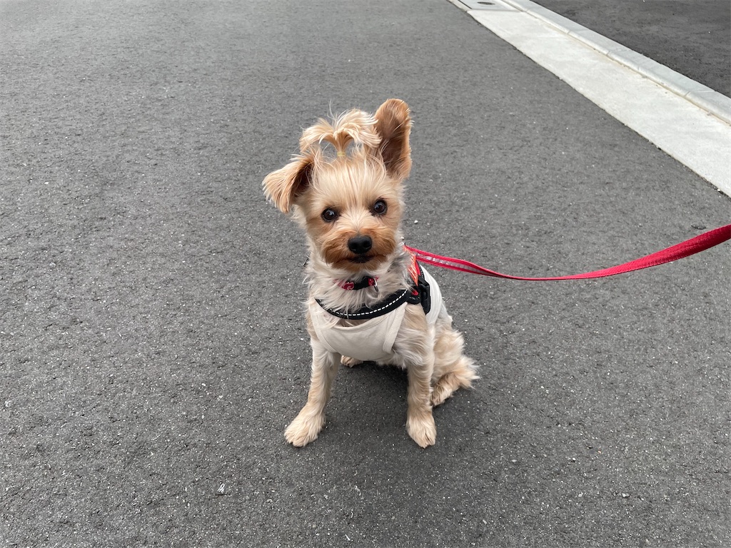 f:id:Marimotan:20250524171459j:image f:id:Marimotan:20250524171459j:image