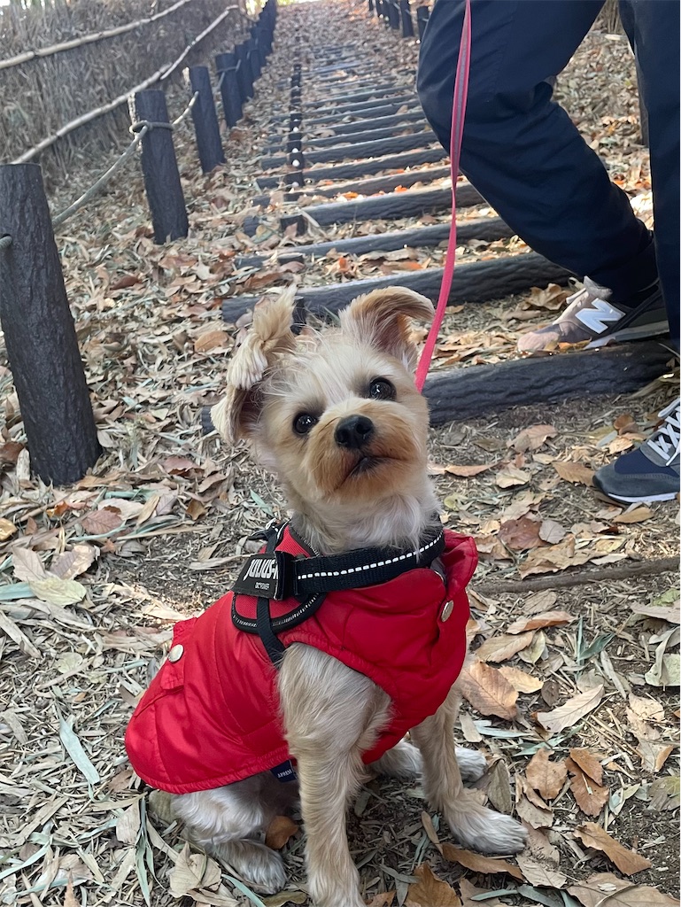 f:id:Marimotan:20250602203608j:image f:id:Marimotan:20250602203608j:image