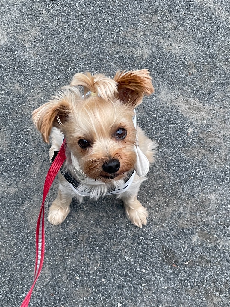 f:id:Marimotan:20250726205601j:image f:id:Marimotan:20250726205601j:image