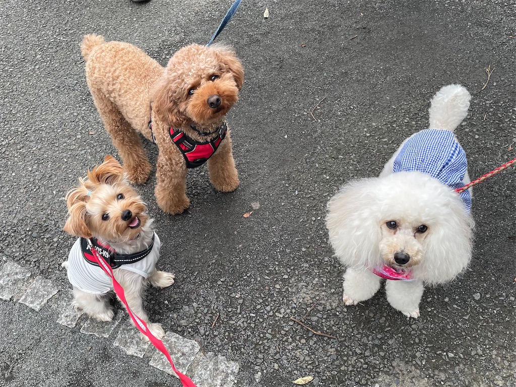 f:id:Marimotan:20250730152608j:image f:id:Marimotan:20250730152608j:image