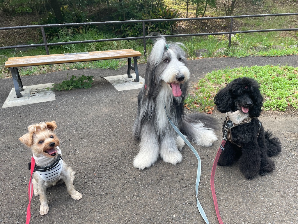 f:id:Marimotan:20250829204335j:image f:id:Marimotan:20250829204335j:image