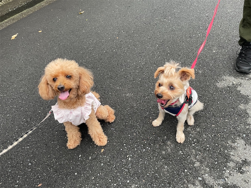 f:id:Marimotan:20250829204506j:image f:id:Marimotan:20250829204506j:image