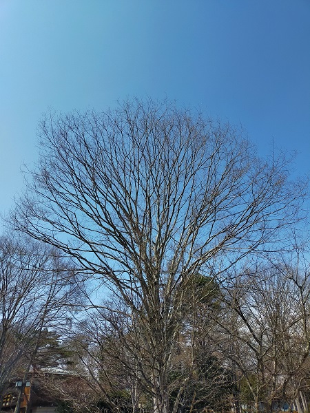 f:id:Marskoin:20210330201914j:plain