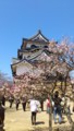  20120408彦根城