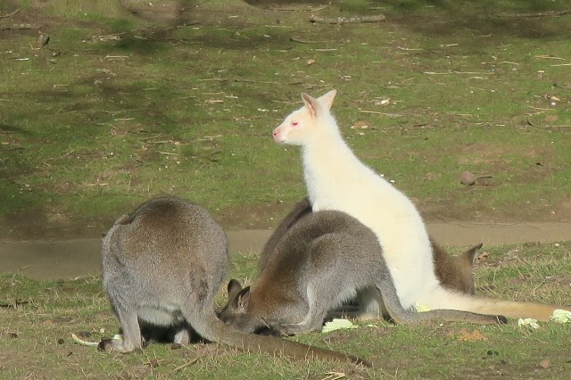 f:id:MasaOmi:20200313161501j:image