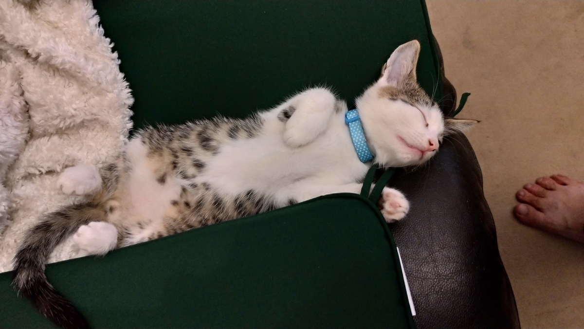 f:id:MasaOmi:20200718061604j:plain