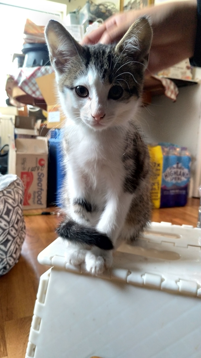 f:id:MasaOmi:20200718061615j:plain