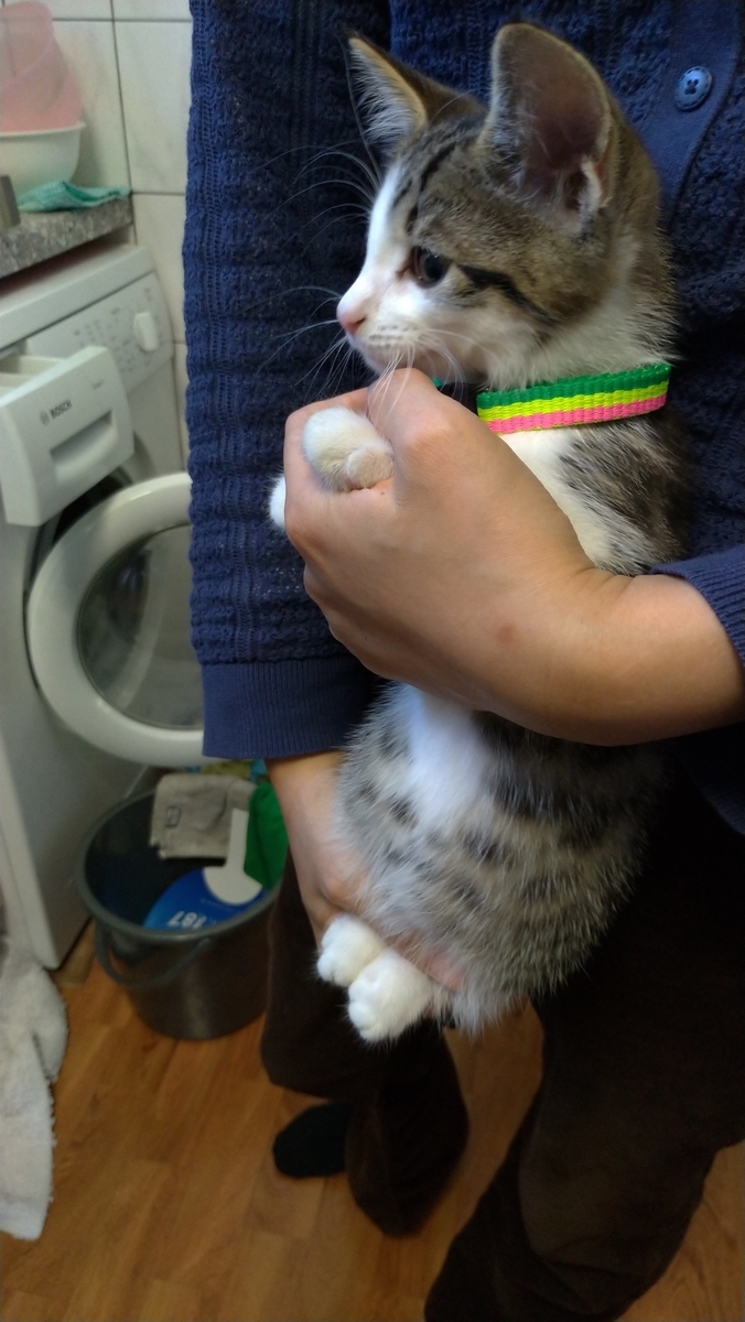 f:id:MasaOmi:20200718061638j:plain