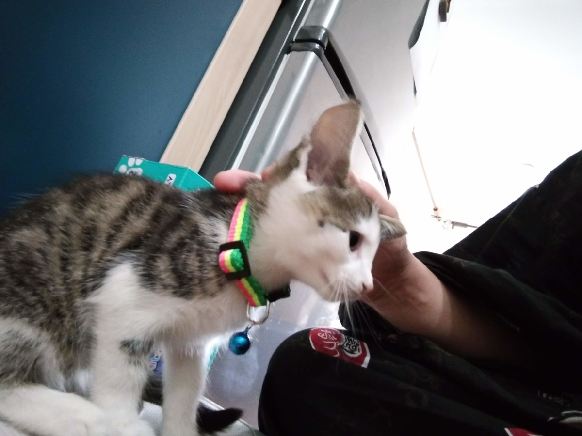 f:id:MasaOmi:20200718062927j:plain