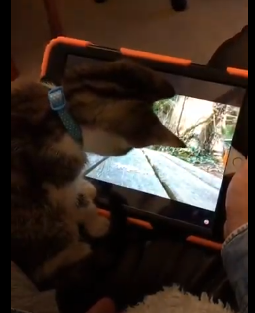 f:id:MasaOmi:20200718065737p:plain