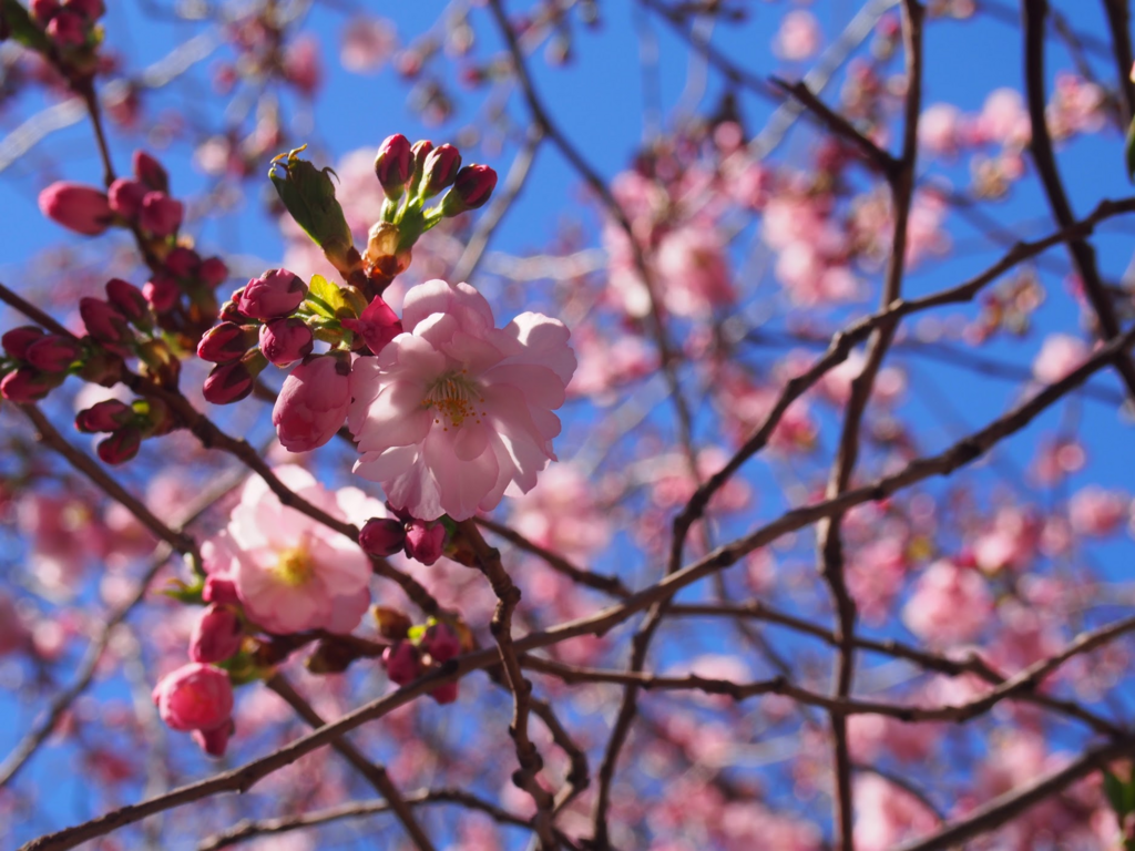 f:id:Masa_science:20180423042919p:plain f:id:Masa_science:20180423042919p:plain