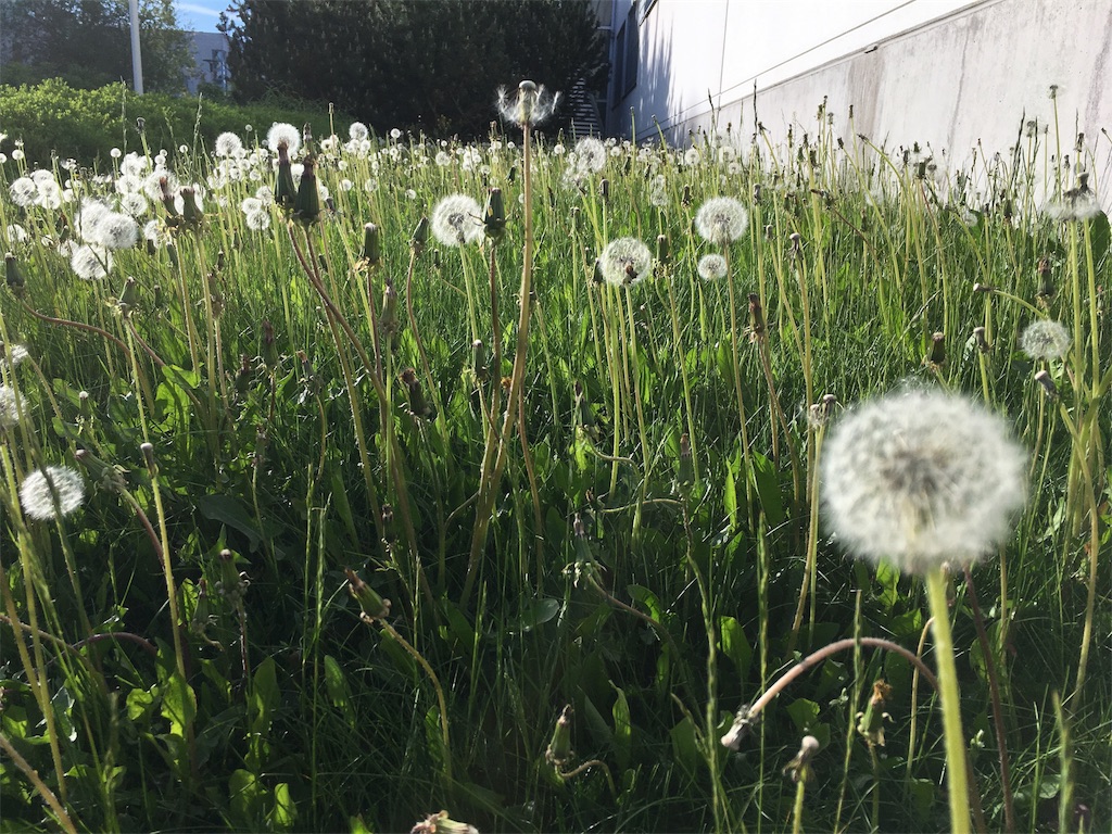 f:id:Masai-Suomi:20180525143029j:image f:id:Masai-Suomi:20180525143029j:image