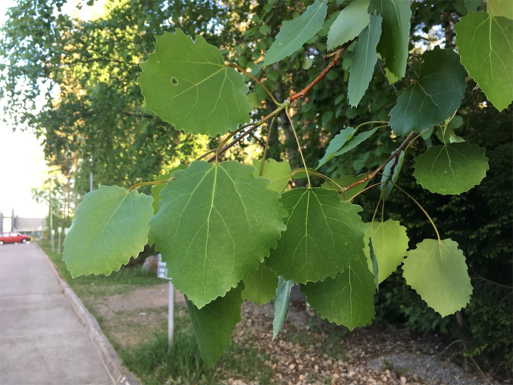 f:id:Masai-Suomi:20180526202916j:image f:id:Masai-Suomi:20180526202916j:image