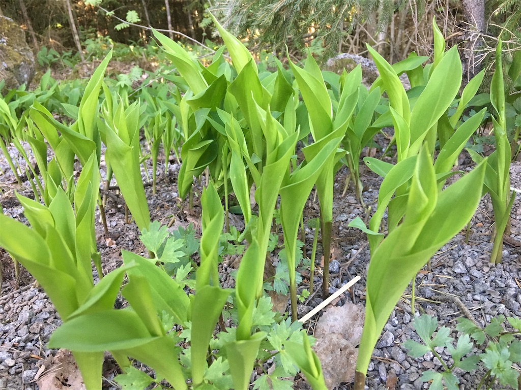 f:id:Masai-Suomi:20180526203018j:image f:id:Masai-Suomi:20180526203018j:image