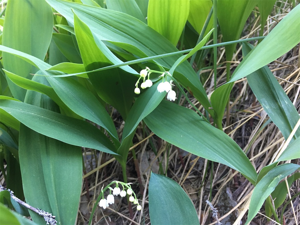 f:id:Masai-Suomi:20180526203348j:image f:id:Masai-Suomi:20180526203348j:image